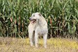 IRISH WOLFHOUND 112